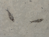Pesci fossili